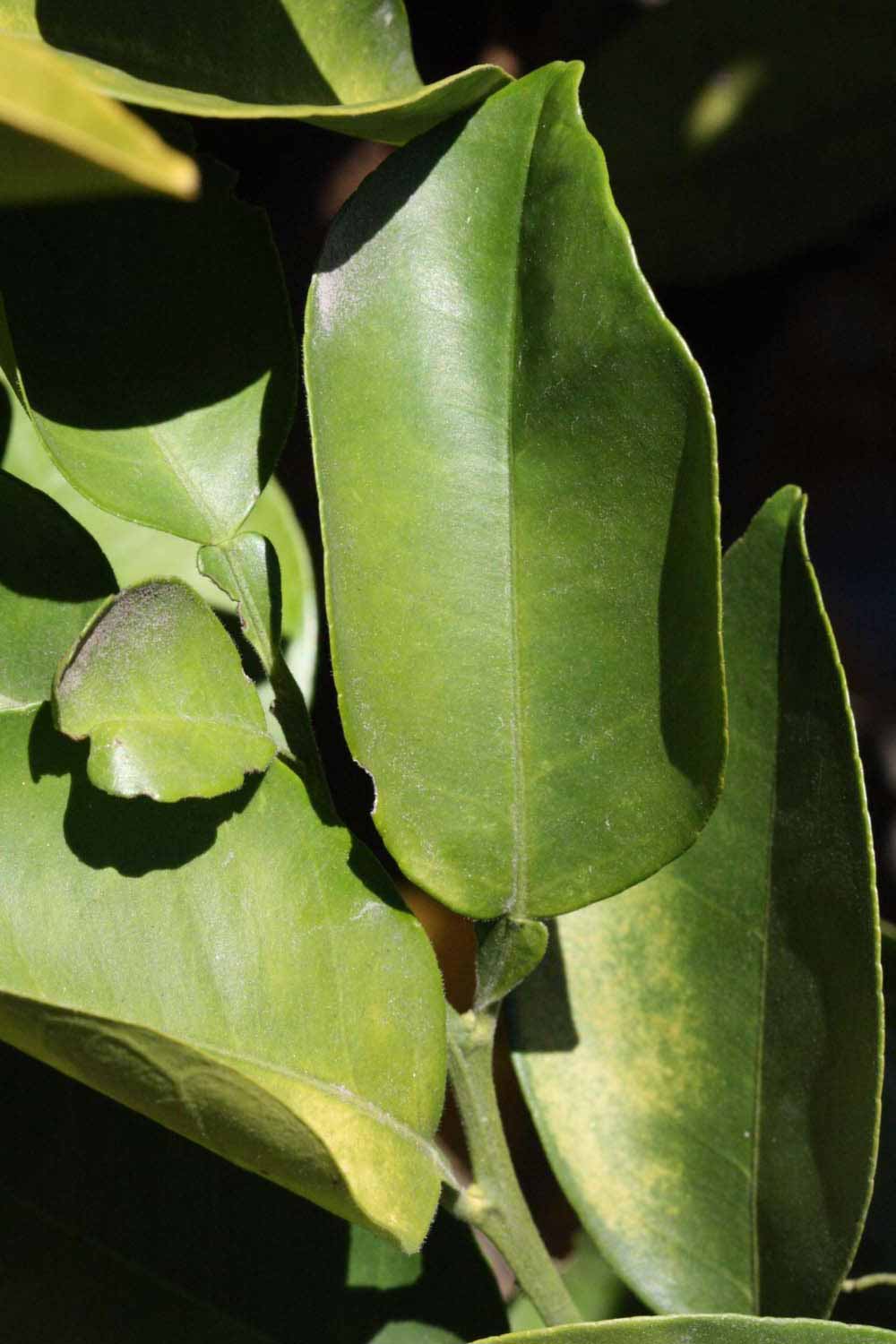              Unifoliolate leaf (Riverside, CA)       